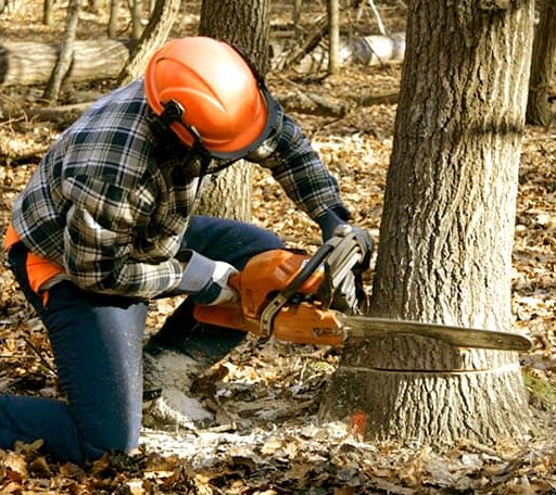 Tree Removal in Page, NE